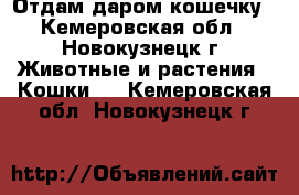 Отдам даром кошечку - Кемеровская обл., Новокузнецк г. Животные и растения » Кошки   . Кемеровская обл.,Новокузнецк г.